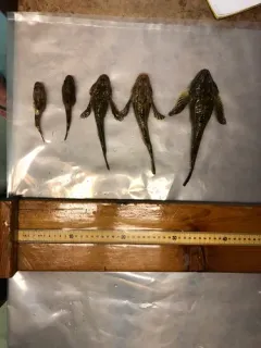 Fourhorn Sculpin thumbnail 2