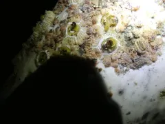 Cryptolepas rhachianecti thumbnail 2