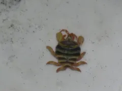 Cyamus scammoni thumbnail 4