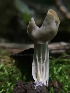 Helvella sulcata thumbnail 3