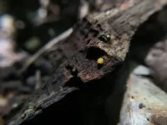 Elaiopezia waltersii thumbnail 3