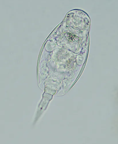 Lepadella triba