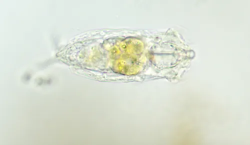 Cephalodella auriculata