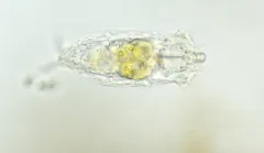 Cephalodella auriculata thumbnail 1