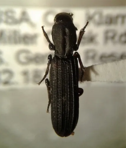 Deretaphrus oregonensis