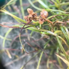 Slender-leaved pondweed thumbnail 4