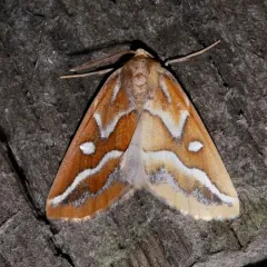 Brown Pine Looper Moth thumbnail 2