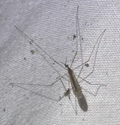 Rhipidia domestica thumbnail 4