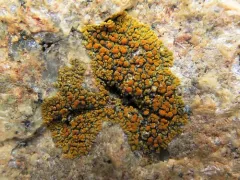 Athallia scopularis thumbnail 2