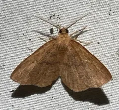 Black-dotted Ruddy Moth thumbnail 4