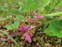 Exobasidium karstenii thumbnail 2