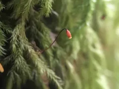 Pseudisothecium cardotii thumbnail 2