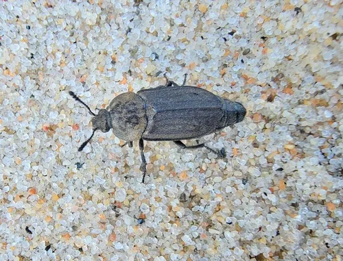 Cold-shore Carrion Beetle