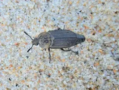 Cold-shore Carrion Beetle thumbnail 1