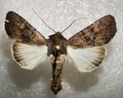 Burgess' Apamea Moth thumbnail 1