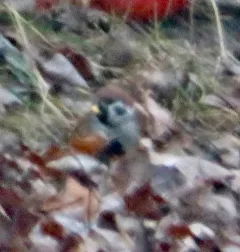Eurasian Tree Sparrow thumbnail 3