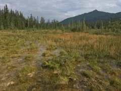 Plains Forktail thumbnail 2