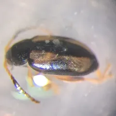Phyllotreta ochripes thumbnail 1