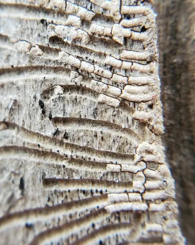 Hackberry Engraver
