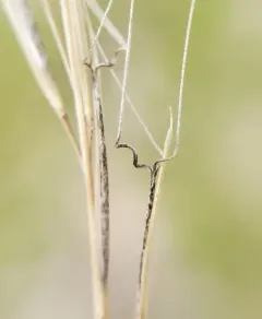 Forked Three-awn Grass thumbnail 4
