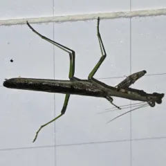Carolina Mantis thumbnail 4