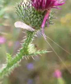 Nectopsyche albida thumbnail 4