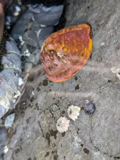 Rocking Chair Limpet thumbnail 2