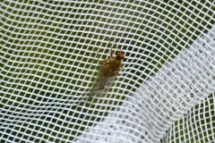 Scathophaga aldrichi thumbnail 4