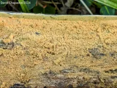 Botryobasidium capitatum thumbnail 3