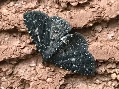 Black Fungus Moth thumbnail 1
