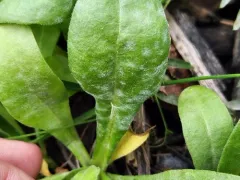 Podosphaera xanthii thumbnail 3