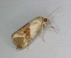 Phalonidia straminoides thumbnail 4