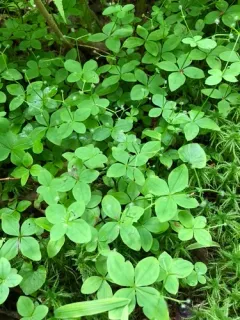 Boreal Bedstraw thumbnail 2