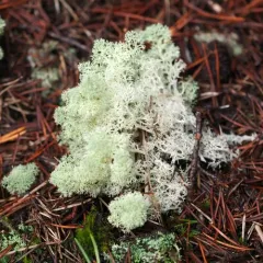 Reindeer Lichen thumbnail 4