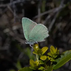 Western Green Hairstreak thumbnail 3