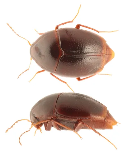 Scaphisoma convexum