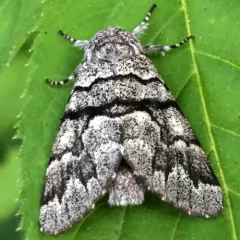 Eastern Panthea Moth thumbnail 3