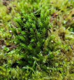 Yellow Fringe-moss thumbnail 4