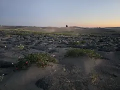 St. Anthony Dunes Evening Primrose thumbnail 1