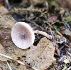 Leucoagaricus roseilividus thumbnail 3