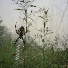 Yellow Garden Spider thumbnail 2