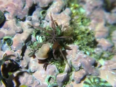 Spiny-thigh Sea Spider thumbnail 4