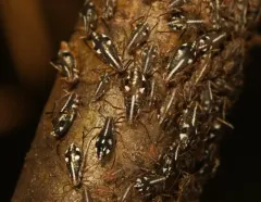 White Pine Aphid thumbnail 4