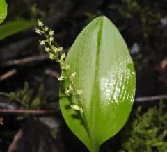 White Adder's-mouth thumbnail 2