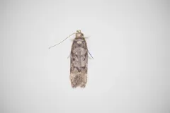 Boxelder Leafworm Moth thumbnail 4