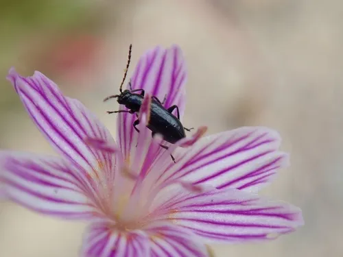 Pseudoluperus longulus
