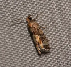 Spruce Bud Moth thumbnail 4