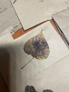 Cottonwood Leaf Rust thumbnail 2