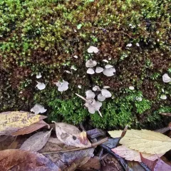Small Moss Oysterling thumbnail 3