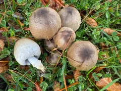 Coprinopsis depressiceps thumbnail 3